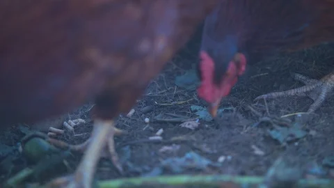 Chickens Pecking at the Ground Stock Footage 94877698