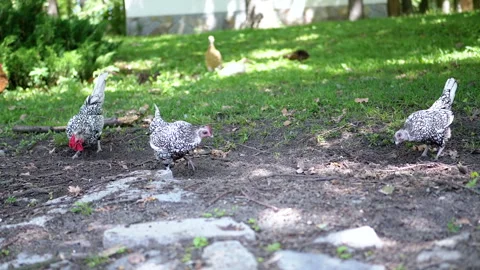 Chickens pecking at the ground Stock Footage 293209260