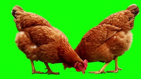 Chickens Pecking Ground on Green Screen Background 4K farming Stock Footage 313703006