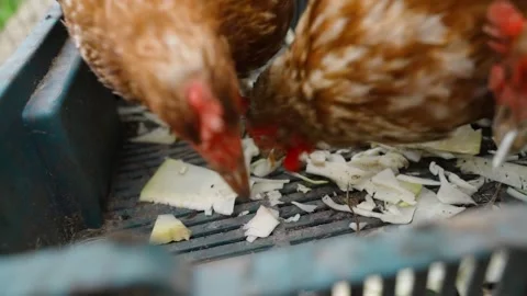 Chickens pecking at pieces of cabbage from a feeder, close-up in slow motion Stock Footage 311108324