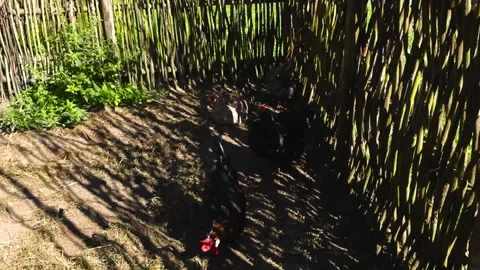 Chickens Pecking in Rustic Fenced Yard on Sunny Day 스톡 동영상 331124654
