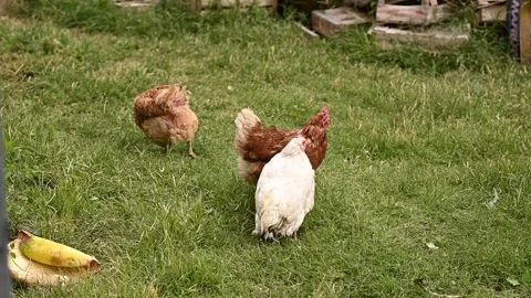 Chickens in a pen eating feed on a farm. Stock Footage 305556997