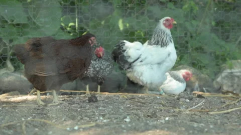 Chickens in a pen on a farm Vídeo Stock 156470232