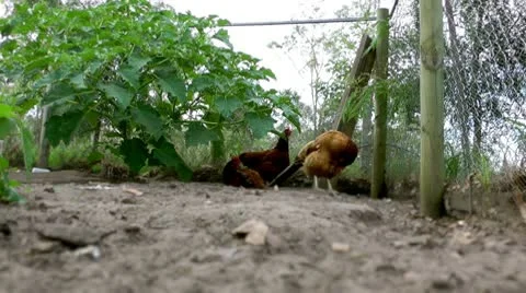 Chickens in a pen Vídeo Stock 10577246