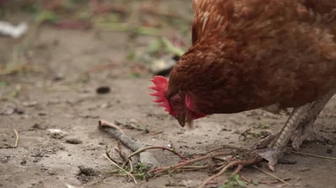 Chickens in the pen Stock Footage 53809563