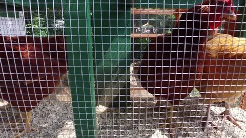 Chickens in a Pen Stock Footage 79405542