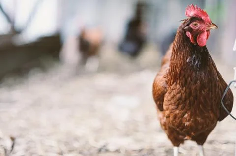 Chickens in pen Stock Photos