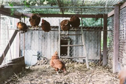 Chickens in pen Stock Photos