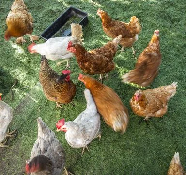 Chickens in the pen Stock Photos