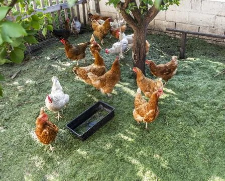 Chickens in the pen Stock Photos