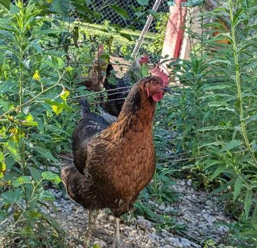 Chickens in a Pen Stock Photos