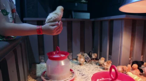 Chickens in the petting zoo Stock Footage 64537995