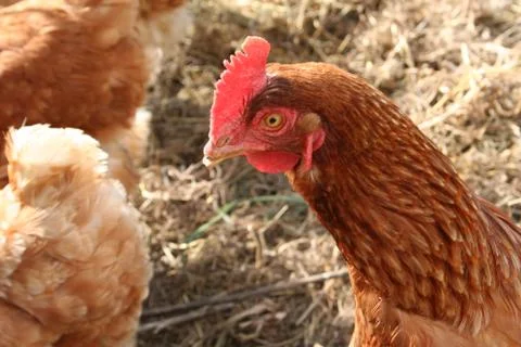 Chickens Stock Photos