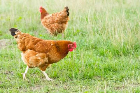 Chickens Stock Photos