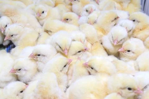 Chickens Stock Photos