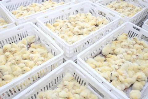 Chickens Stock Photos