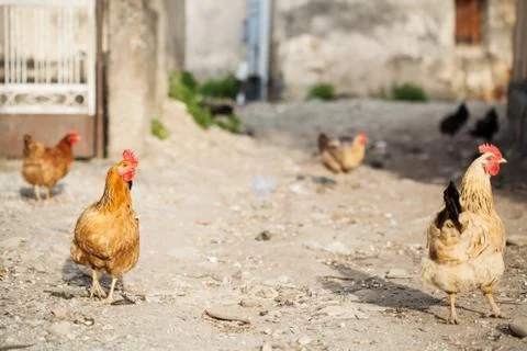 Chickens Stock Photos