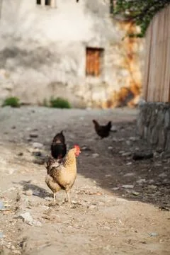 Chickens Stock Photos