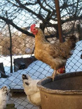 Chickens Stock Photos
