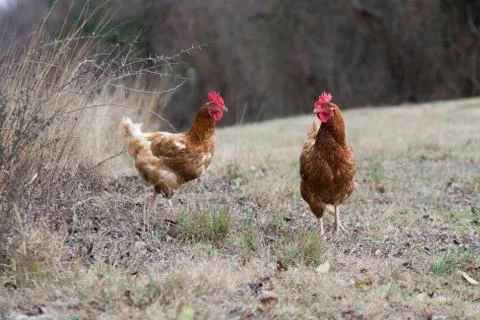 Chickens 写真素材