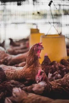 Chickens Stock Photos