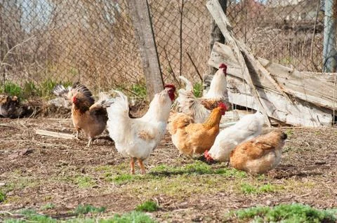 Chickens Stock Photos