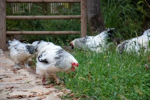 Chickens Stock Photos