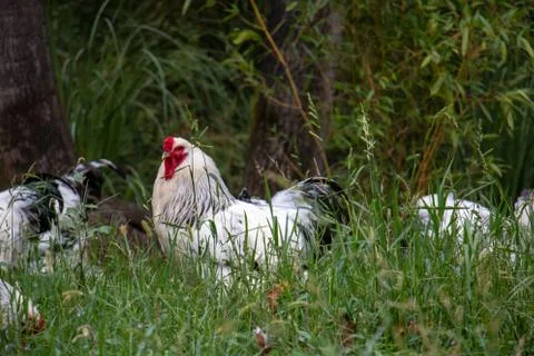 Chickens Stock Photos