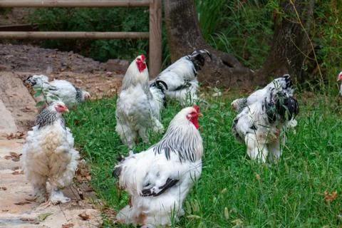 Chickens Stock Photos
