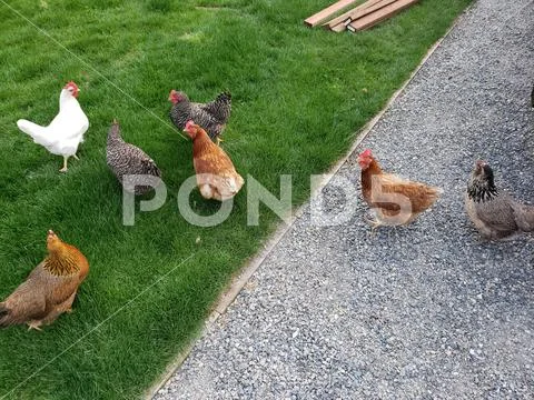 Chickens Stock Photos