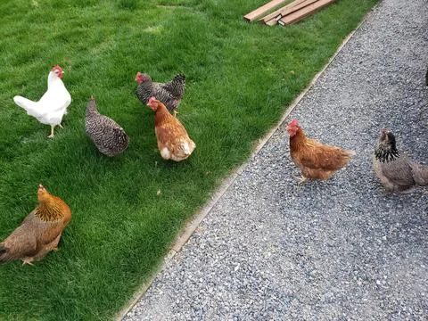 Chickens 스톡 사진