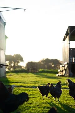 Chickens Stock Photos