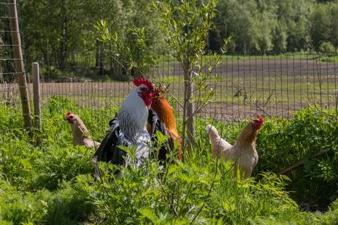 Chickens 스톡 사진