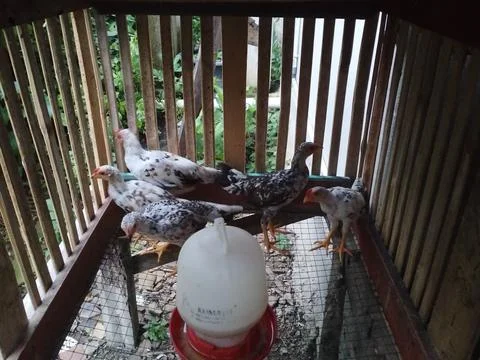 Chickens Stock-Fotos