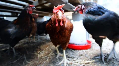 Chickens Stock Photos