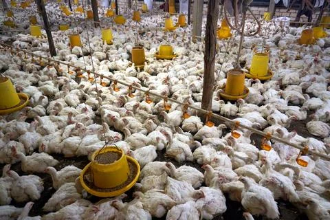 Chickens Stock Photos