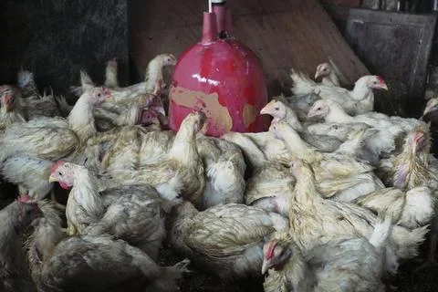 Chickens Stock Photos