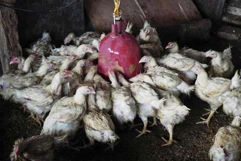 Chickens Stock Photos