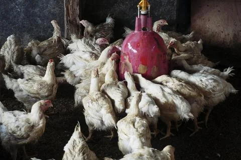 Chickens Stock Photos