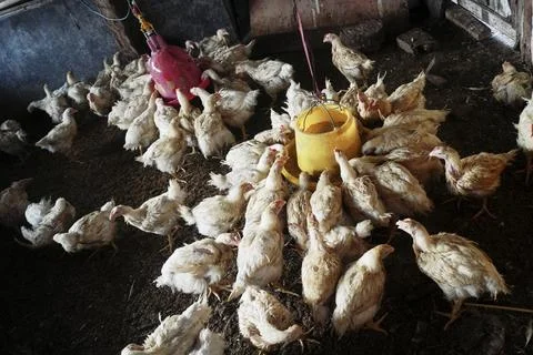 Chickens Stock Photos