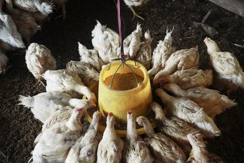 Chickens Stock Photos