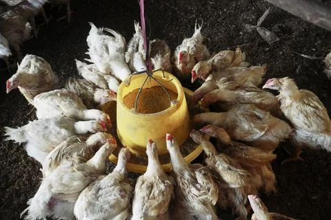 Chickens Stock Photos