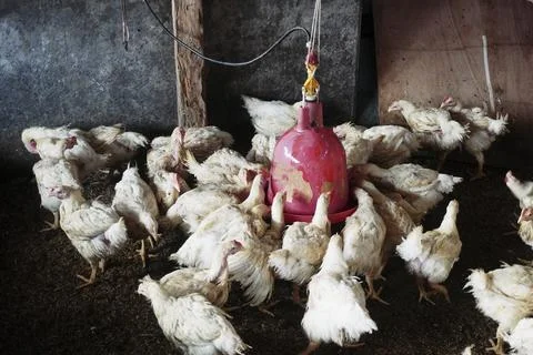 Chickens Stock Photos