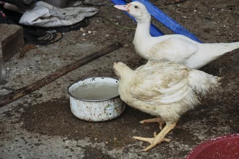 Chickens Stock Photos