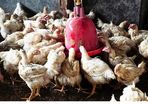 The Chickens Stock Photos