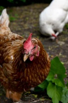 Chickens Foto stock