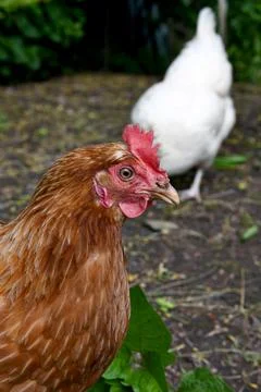 Chickens Foto stock