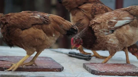 Chickens Picking on a table Stockbeeldmateriaal 70554609