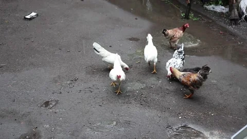 Chickens playing in the yard in the rain. Stock Footage 199888121