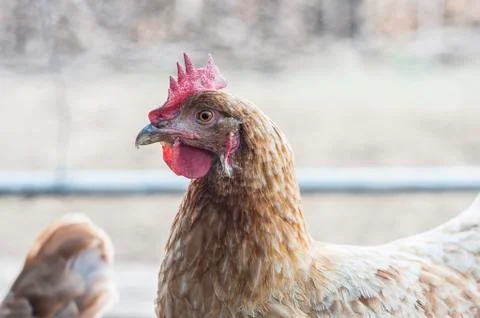 A chicken's portrait Stock Photos
